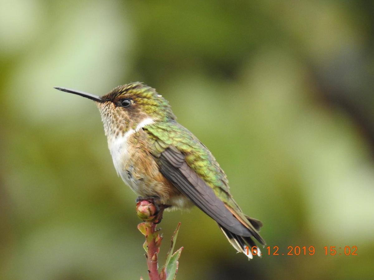 Miriam'S Quetzals Lodge 산제라르도 데 도타 외부 사진